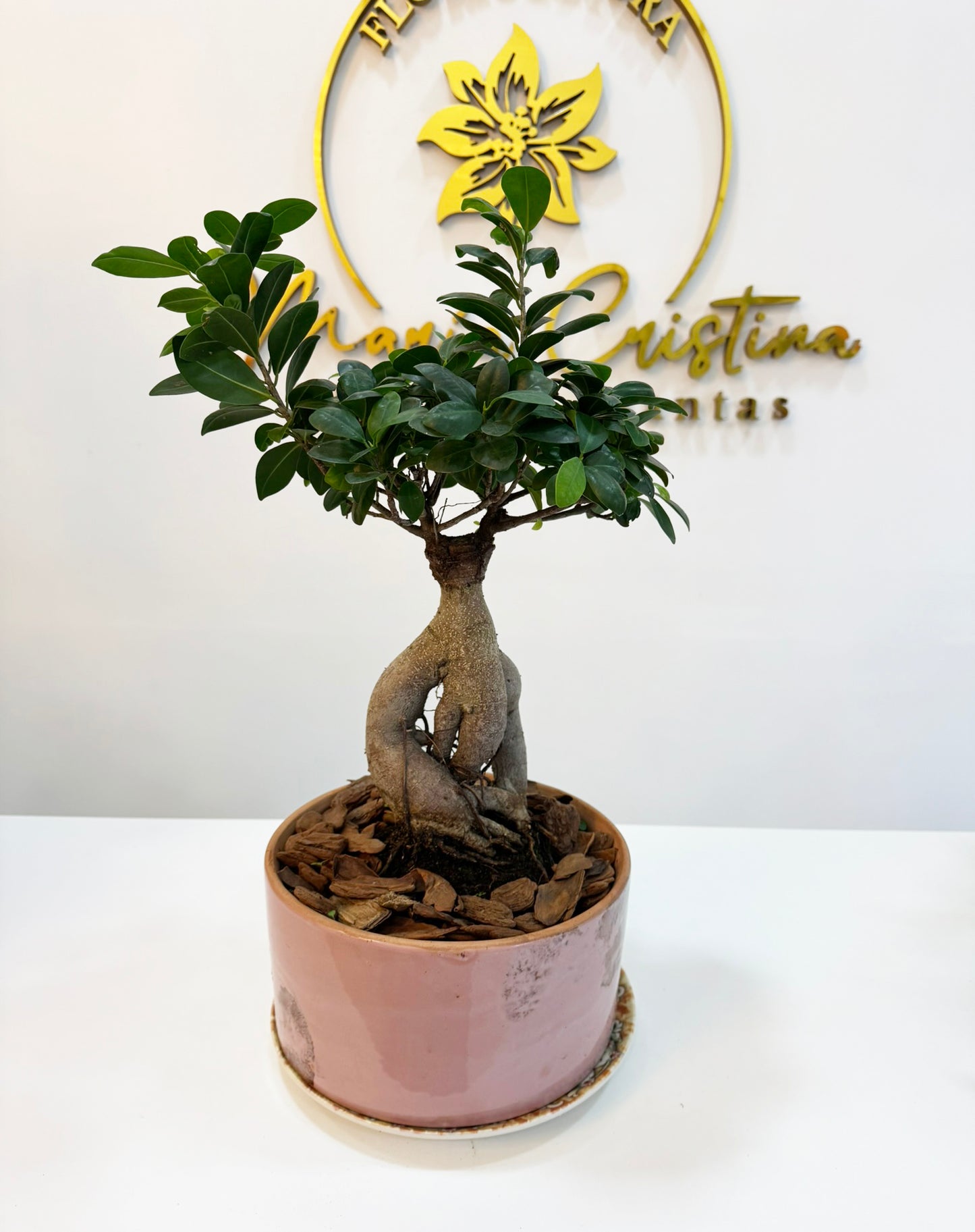 Ficus ginseng