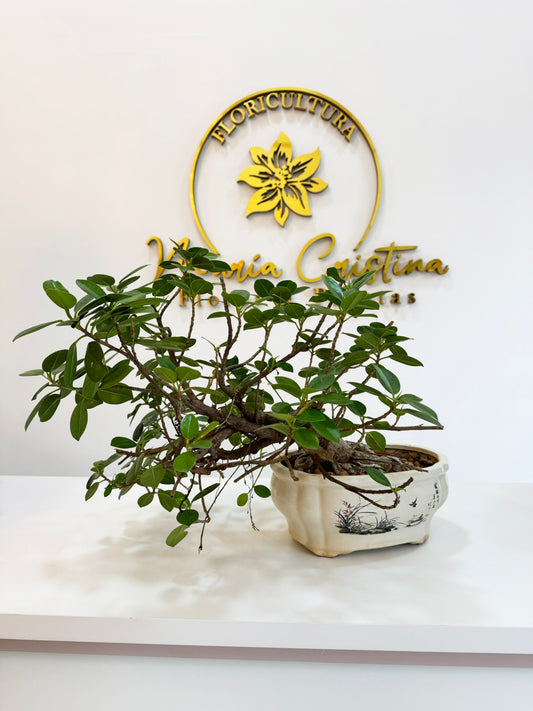 Ficus ginseng