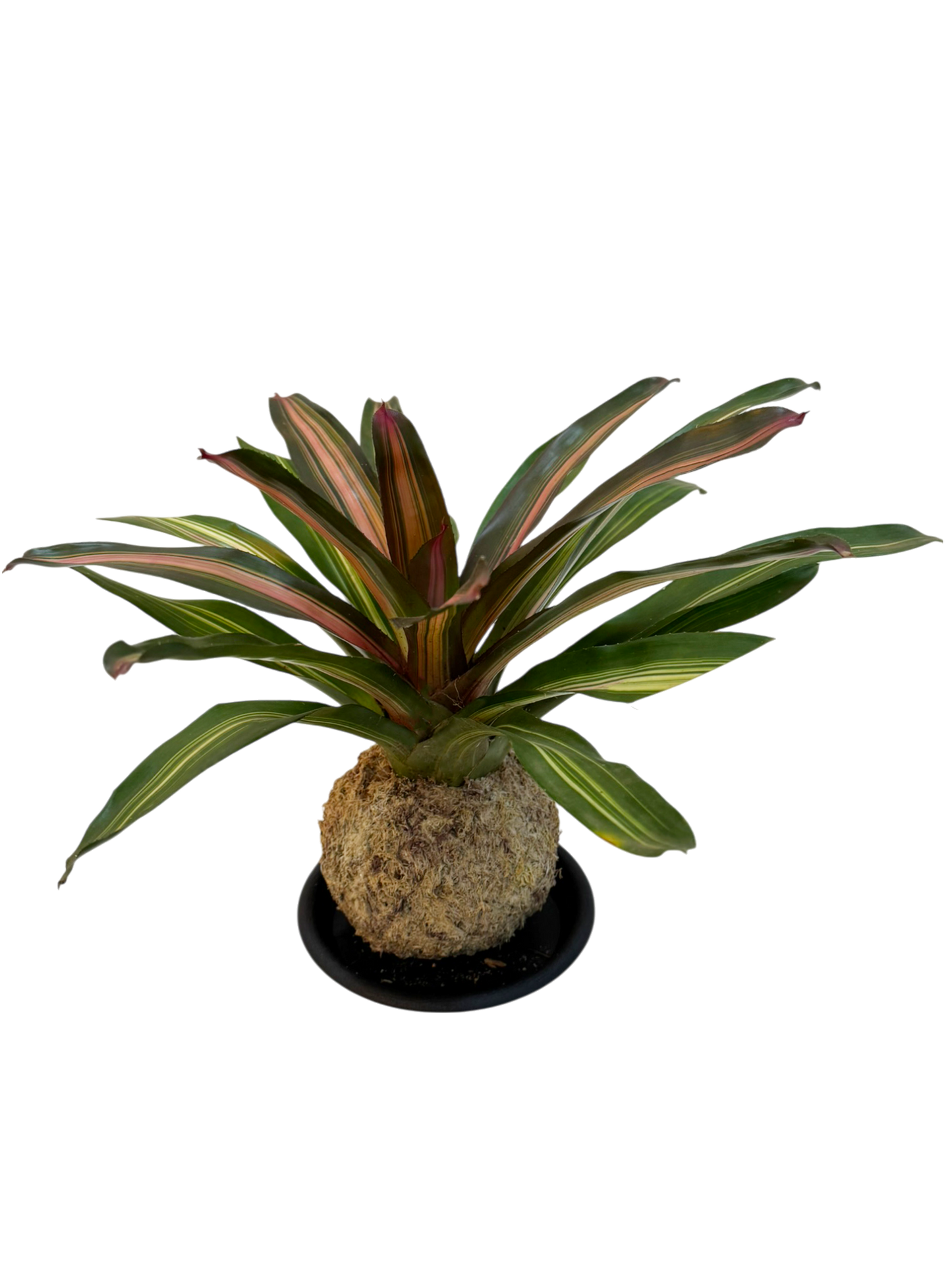 Bromelia tricolor
